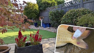 Koi ulcer (tail) and garden revamp