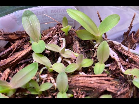 Cattleya Seedling Care- #carecollab