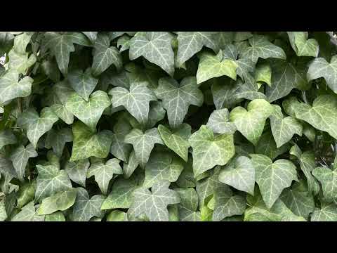 Vivaldi  - Four Seasons, Spring; II  Largo Synth Cover