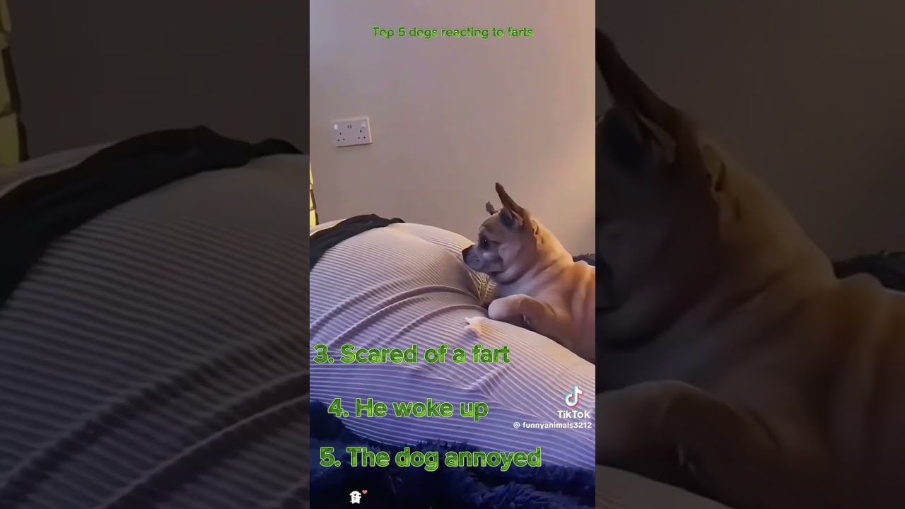 Top 5 Funniest Dog Reactions to Farts 😂 | Hilarious Dog Moments Compilation