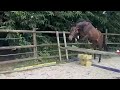 Hongre 2 ans SF par Mylord Carthago x Contendro 