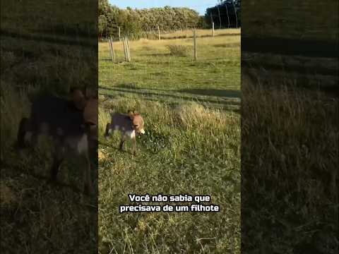 Você sabia que o filhote de burro é tão fofinho? 😂