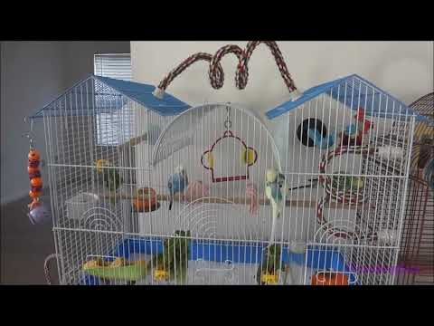 Mango, Blueberry & Rainbow's Roofing experience - Part 4 of 6