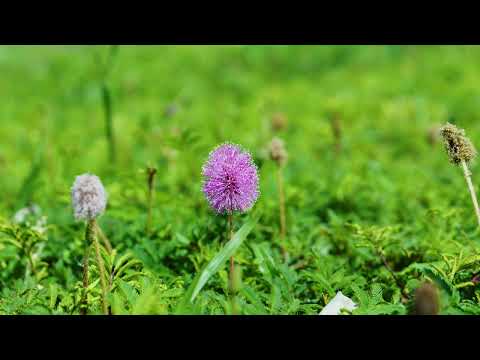 Using the Planar Tracker in DaVinci Resolve