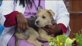 Dr. Danielle explains what bumps and lumps on your dog could mean