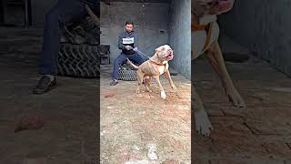 Indian Pitbull Dog Barking 🔥 #pitbull #pitbulldog #dogs #new #shorts