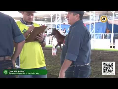 Campeão dos Campeões Potro CBM 2022