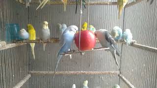 鳥がもたらす癒やしをAIで最大化：初心者向けスマートライフの提案