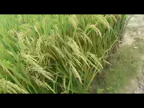 Srikar Amani Paddy Field Eastern UP
