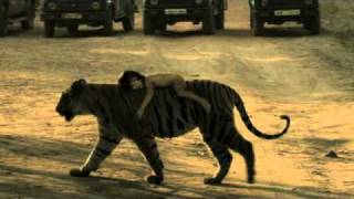 Настоящий Маугли