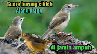 Download lagu SUARA BURUNG CIBLEK ALANG ALANG DI JAMIN AMPUH mp3