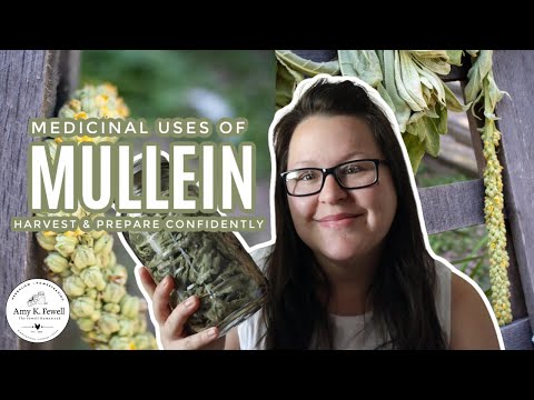 , title : 'Medicinal Uses of Mullein | One of the BEST Respiratory HERBS!'