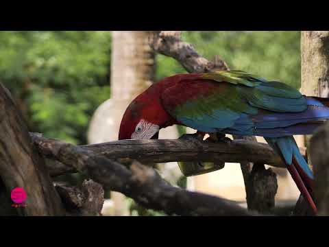 Enchanting Woodlands: A Serene Journey through Nature's Embrace