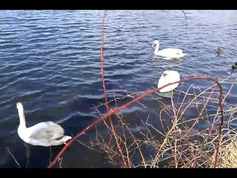 Swans Do Nasty Things xP