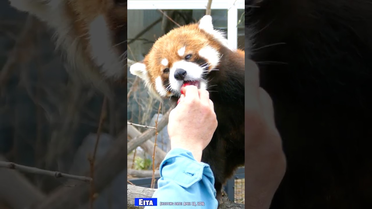 大好きなブドウを味わって食べるレッサーパンダのエイタ（2016年4月18日撮影）