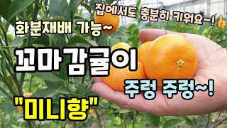 화분으로 쉽게 키울 수 있는 미니감귤 "미니향" 열매도 많이 달리고 당도가 높아서 귤을 수확해 먹는 즐거움도…