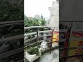 Lagi Aaj Swan Ki Phir Wo Jhadi Hai Viral Shailee Shortsindia Vlog Rain