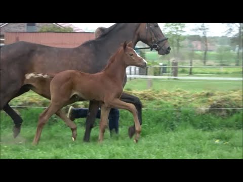 *2021 Stute von Clintrexo Z - Balou du Rouet SOLD!!!