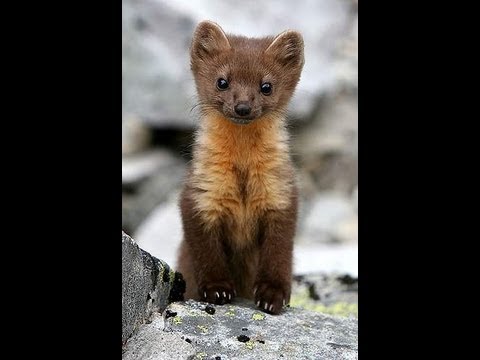 Part 2 ...Kolinsky Brushes (My Opinions)