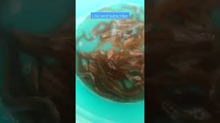 Download lagu eel trap and eel 😋 @junleetv5974 #eel #eelfishing #eeltrap mp3