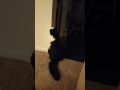 Griffin S Corner
