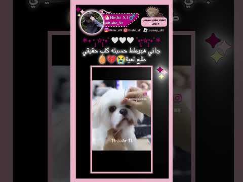 كلنا يا عظمي😭💔🥚#blackpink #اكسبلور #ترند #Bishr #fypシ #دعم #اكستيز #shorts