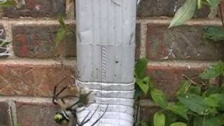 Spider Eats Lunch Spider Eats Lunch