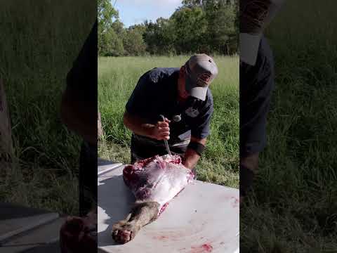 Women practical Hunting and butchering course. @GTAintheWILD #hunting #howto #outdoors #hunting