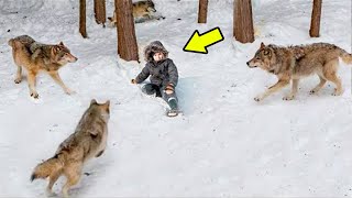 گله گرگها کودک را محاصره کردند... اما یکی از این گرگ‌ها رفتار حیرت‌آور از خود نشان داد