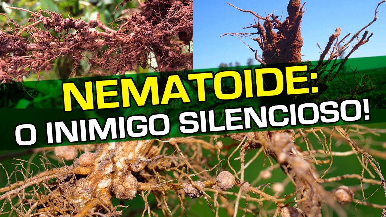 O Nematoide Está Infestando Várias Regiões! Você Precisa Conhecer! | No Pé do Café