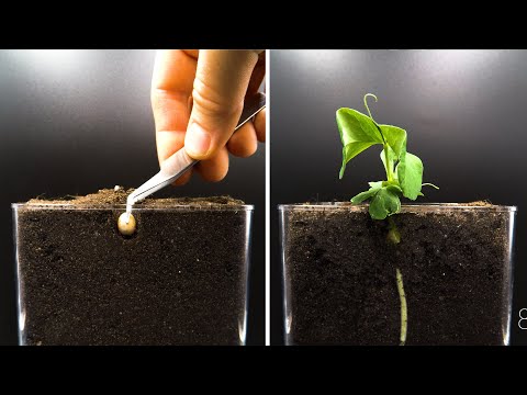 Growing Dwarf Pea Time Lapse - Pea to Pod in 34 Days