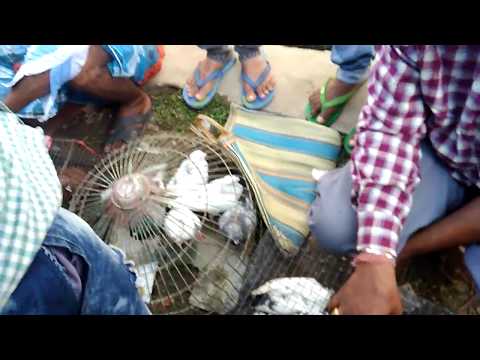 PIGEON MARKET- GARIA( FRIDAY)(RPT) Video