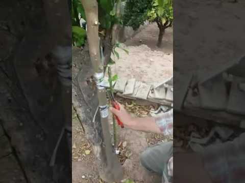 Como injertar un Naranjo a  un Naranjo Agrio