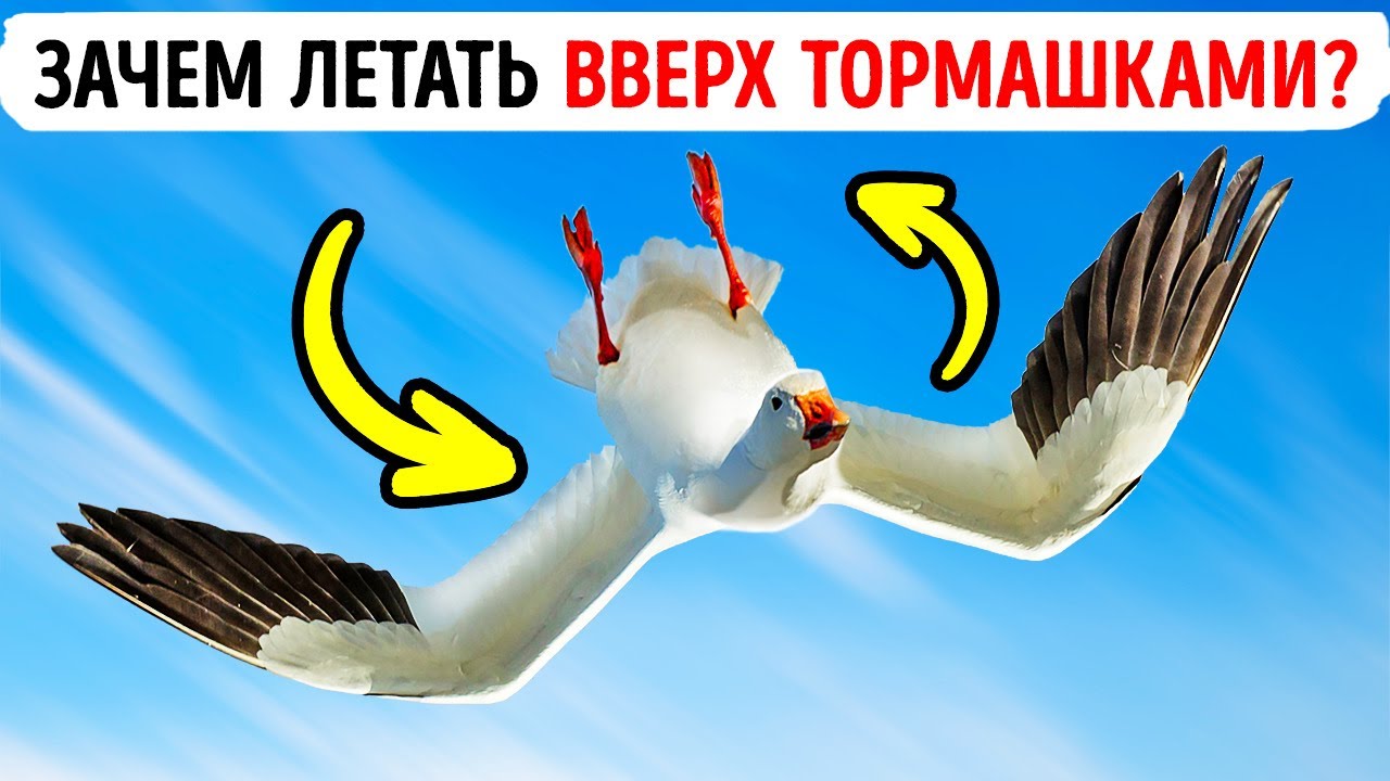 Иногда гуси летают вверх ногами, и никто не знает почему