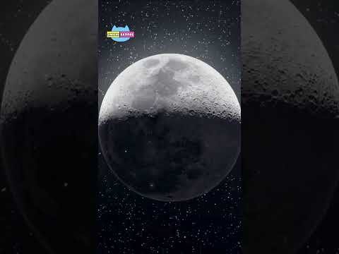 Los Gatos y La Luna | La influencia de la luna en los gatos #catlover #gatos #fasesdelaluna #lunahoy