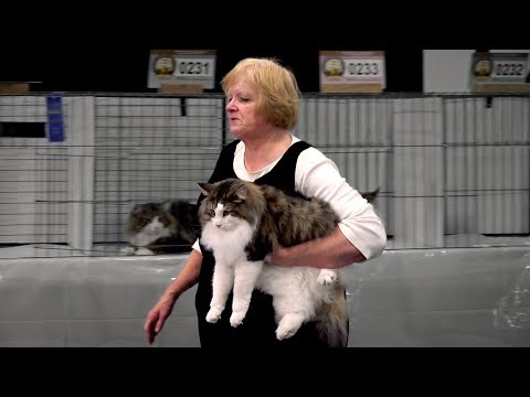 CFA International Cat Show 2017 - Championship Wegies