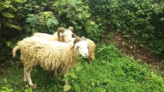 preview picture of video 'Caliraya 360 2018: The Sheeps'
