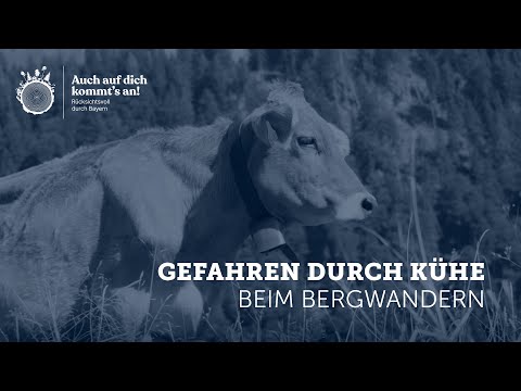 Gefahren durch Kühe beim Wandern | Rücksichtsvoll durch Bayern
