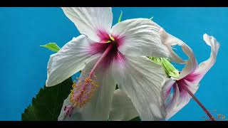 Download lagu Complete Quran Recitation Full 1 to 30 by Ahmad Al Shalabi [PART 01] || Islam mp3