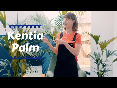 Kentia Palm - Top houseplants 🌴