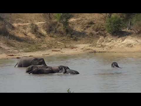 Djuma: Elephants have a drink and a swim - 12:57 - 08/20/2023