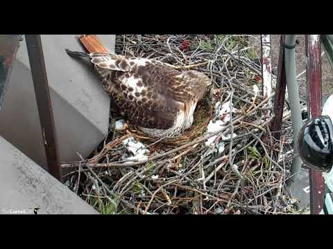 Red-tailed Hawks nest - Ithaca, New York - April 18, 2018