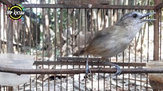 Download lagu Suara Planduk Semak Betina Birahi Memanggil Jantan mp3 Download lagu Suara Planduk Semak Betina Birahi Memanggil Jantan mp3