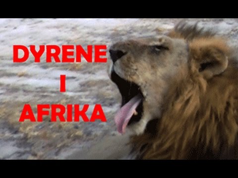 Dyrene i Afrika av Torbjørn Egner