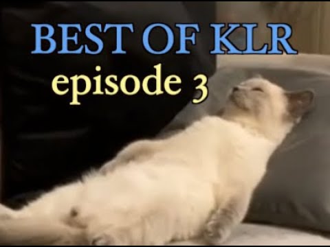 Funniest Animal Voiceovers - Ep. 3