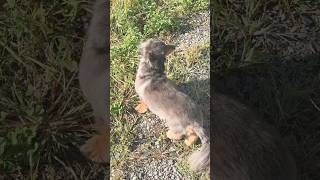 風とともに、朝。 #ミニチュアダックスフンド #dachshund #癒し