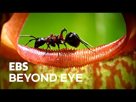 Plant That Eats Monkeys
