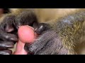 ASMR Monkey Grooming Relaxing Oddly Satisfying Thabo And Ray