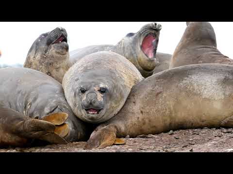 Southern Elephant Seals - Part II