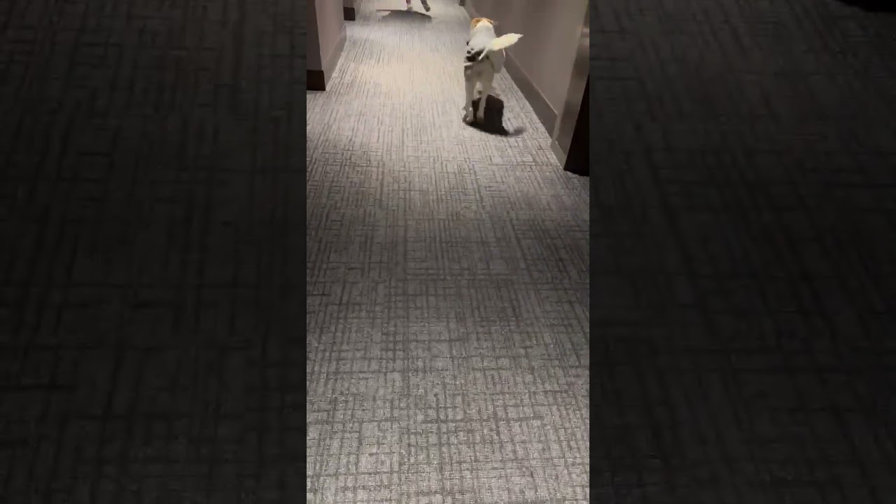 Madison, a ADOPTABLE mixed breed in Kingston, ON video 6/6